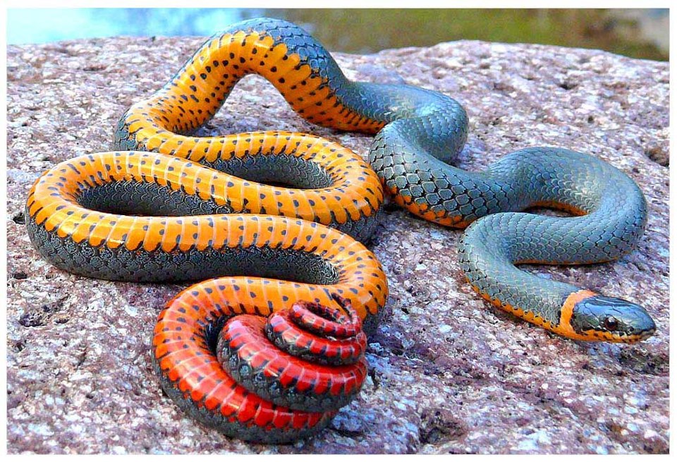 venomous-or-not-they-re-out-now-so-know-your-snakes