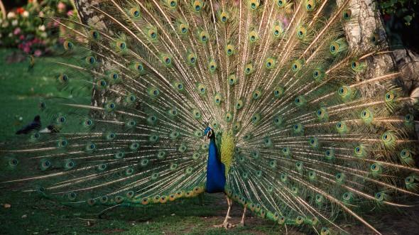 What do you know about the Indian Peafowl?
