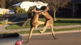 Kickboxing Kangaroos Take Over Street in Australia and Interesting Kangaroo Facts